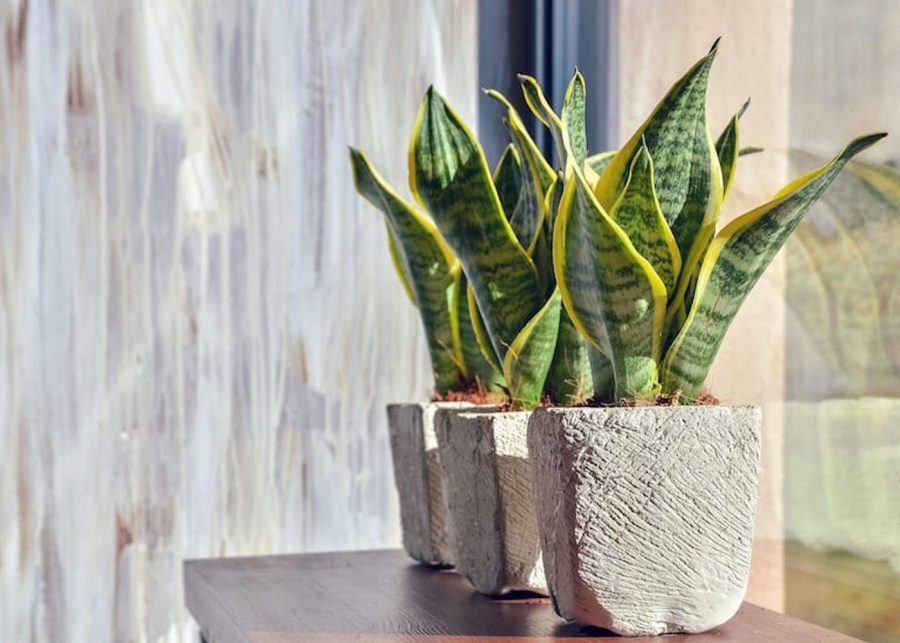 how to be a good plant parent snake plant