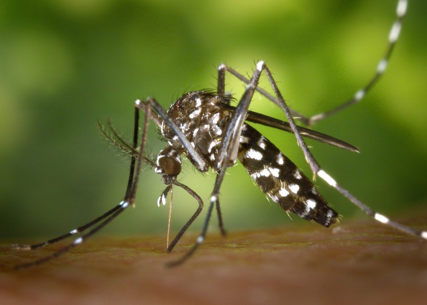 Dengue in Singapore symptoms, prevention & treatment HoneyKids Asia