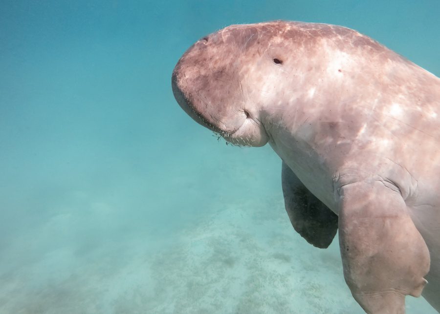 Dugongs | Singapore's wildlife