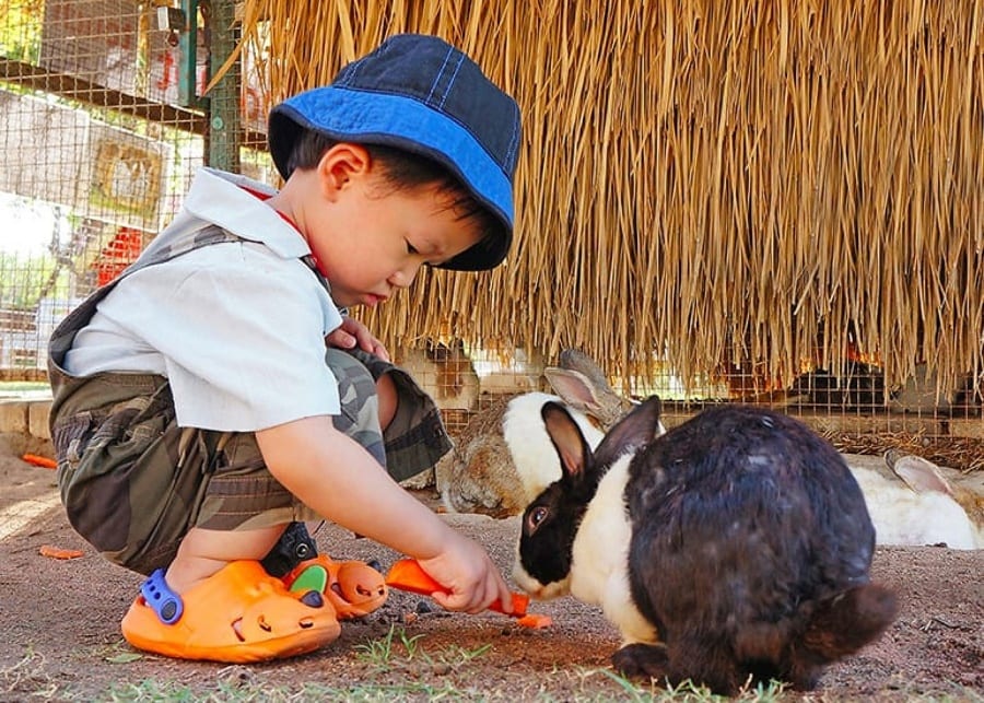 Farm visits in Singapore to check out with the kids