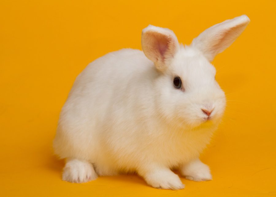 Rabbits | Small pets for small people