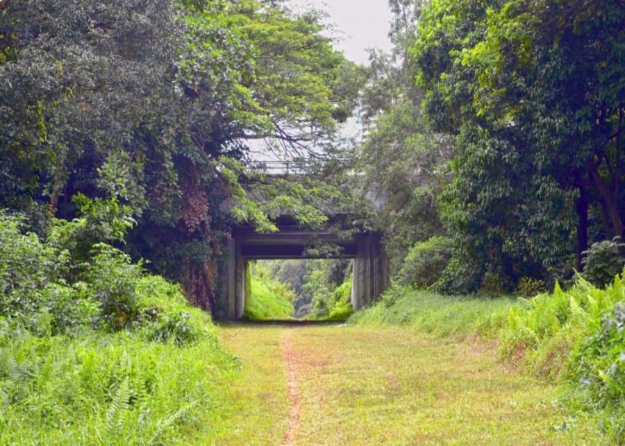 Rail Corridor | Things to do with kids in Singapore