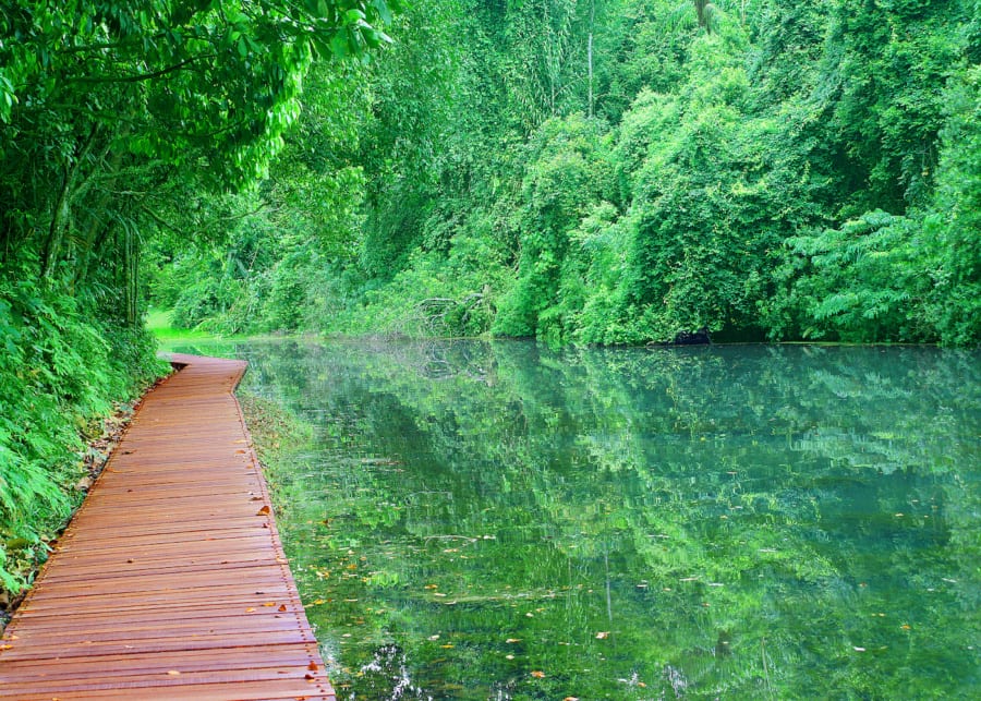 How to have an awesome day out with kids at MacRitchie Reservoir