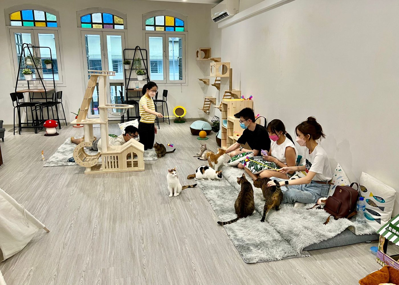 The best dog and cat cafes in Singapore HoneyKids Asia