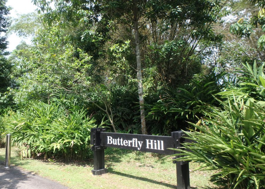 Butterfly Hill Pulau Ubin