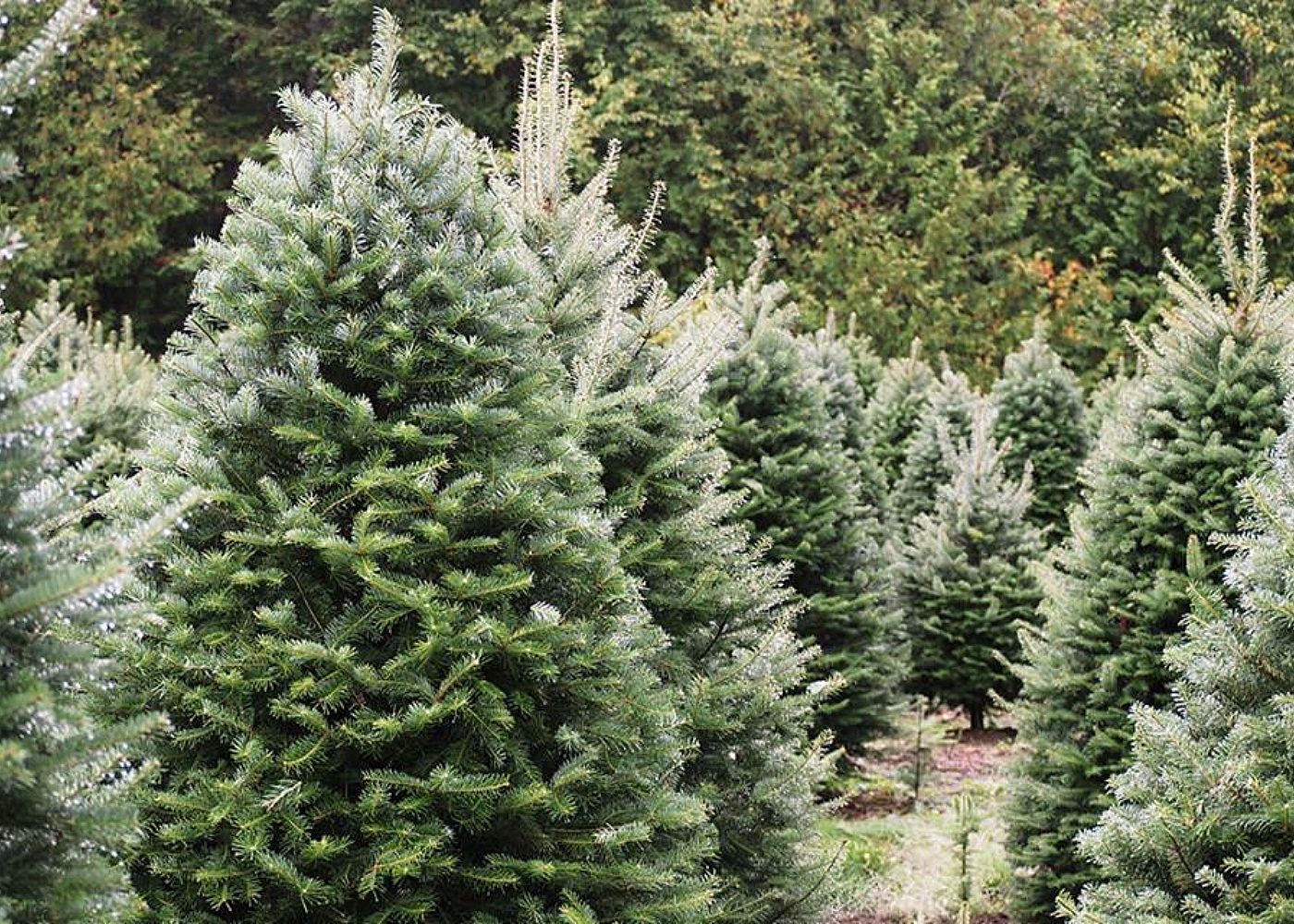 Where to buy real & fake Christmas trees in Singapore 2023