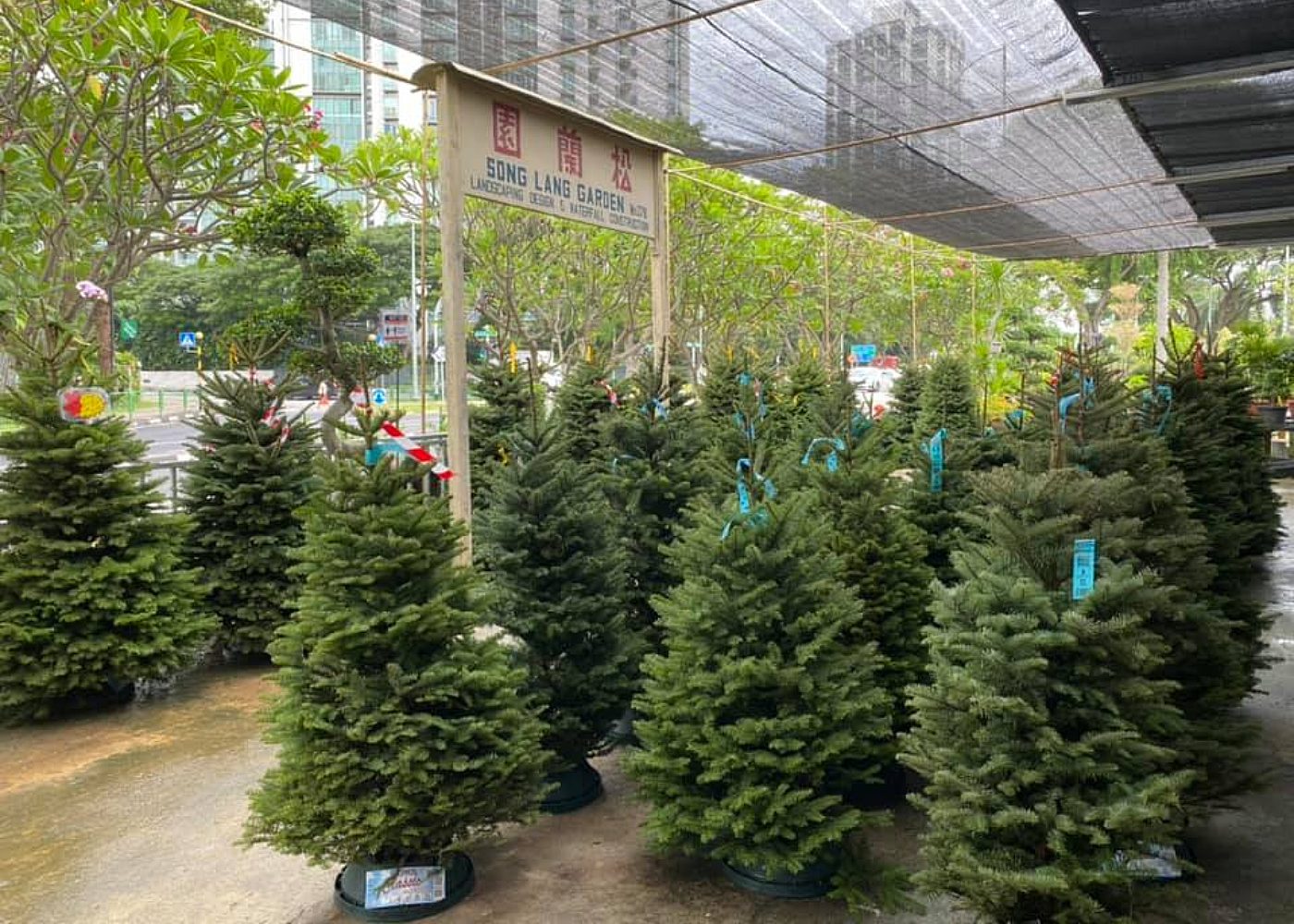 Where to buy real & fake Christmas trees in Singapore 2023