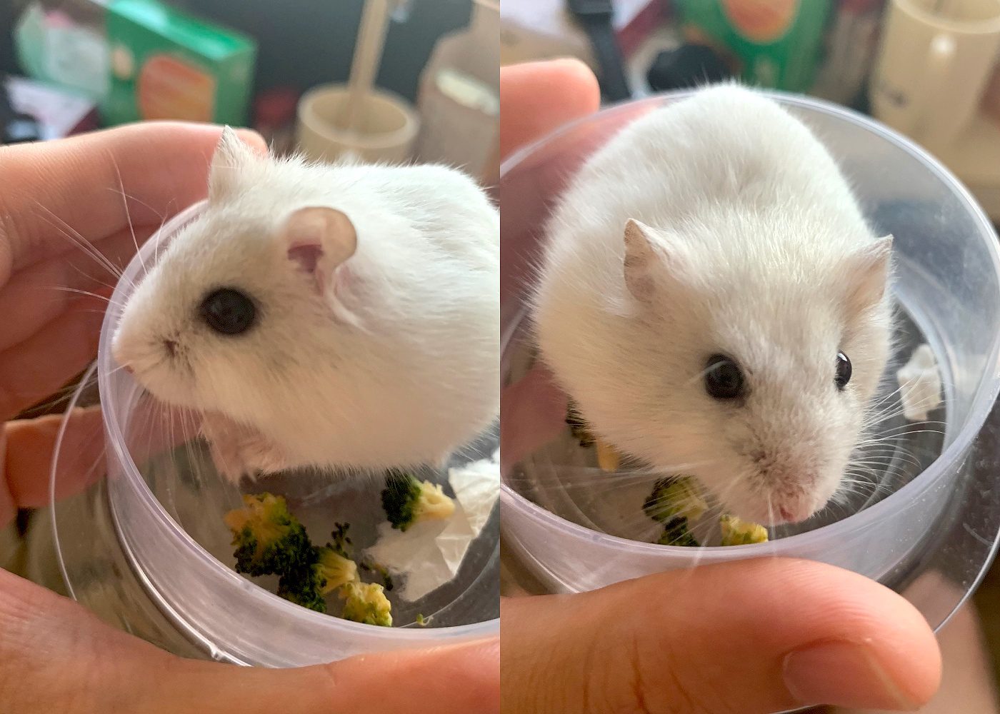 Best small pets for kids in Singapore HoneyKids Asia