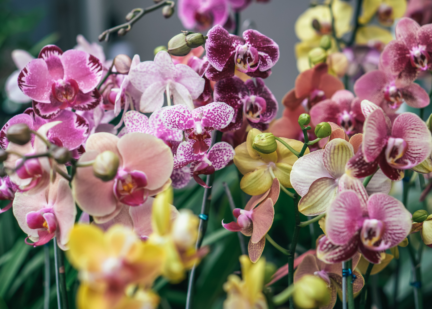 Orchid Extravaganza HoneyKids Asia orchid-extravaganza-honeykids-asia