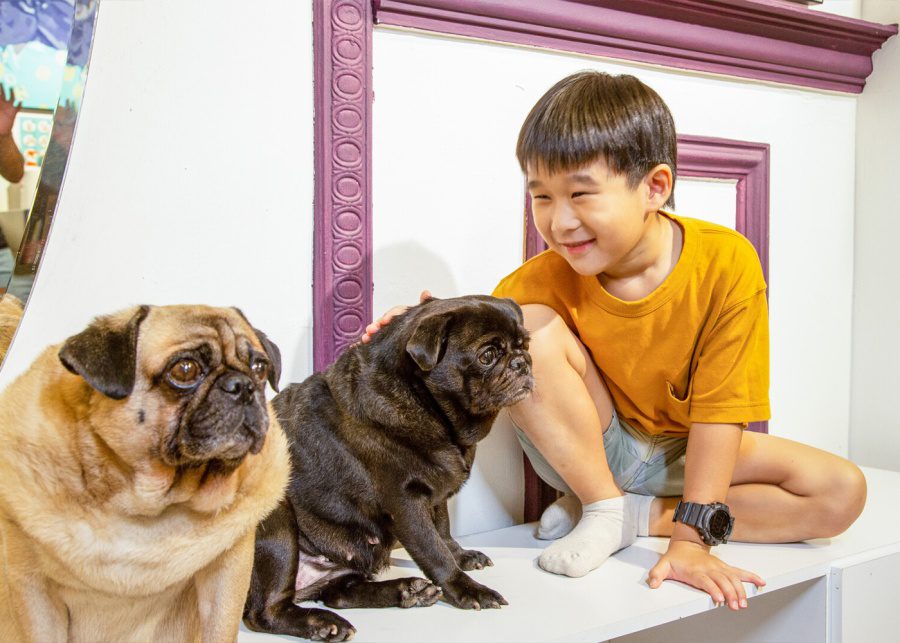 What the Pug | Cat and dog cafes in Singapore