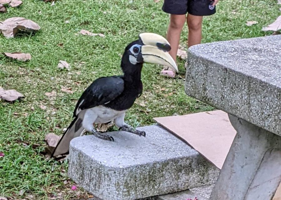 wild-life-singapore-oriental-pied-hornbill