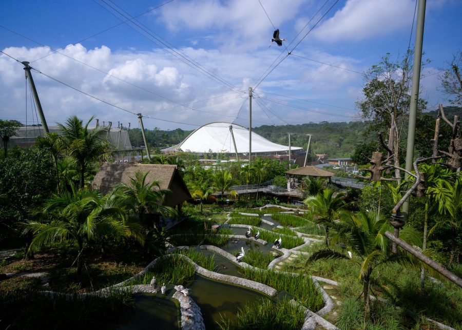 bird paradise wings of asia bali rice terrace