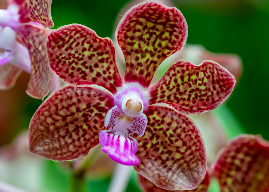 Orchid Extravaganza Singapore Gardens by the Bay