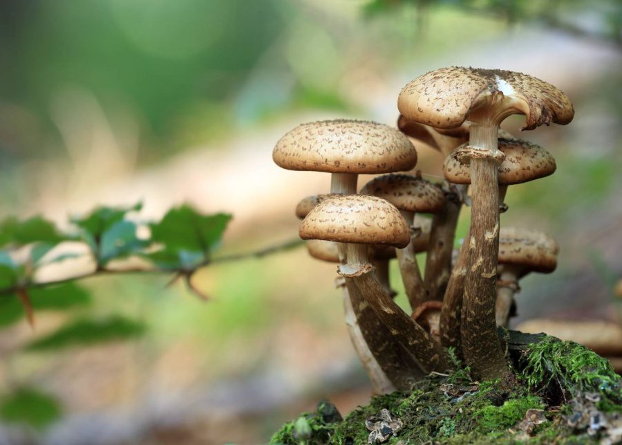 sustainable-foods-supermarkets-singapore-mushroom