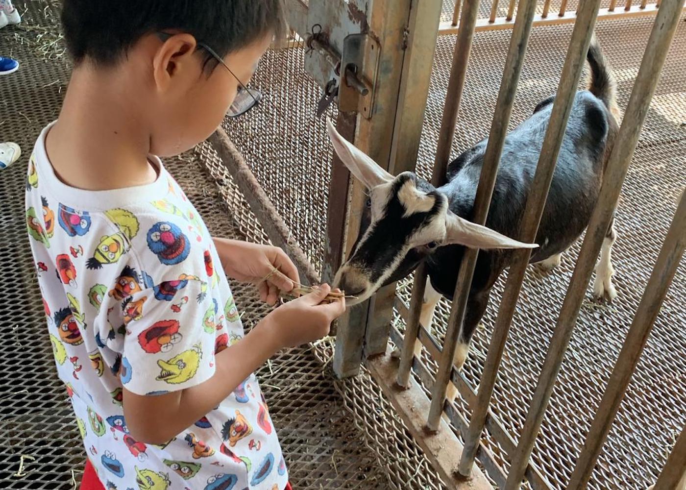 hay dairies goat farm singapore