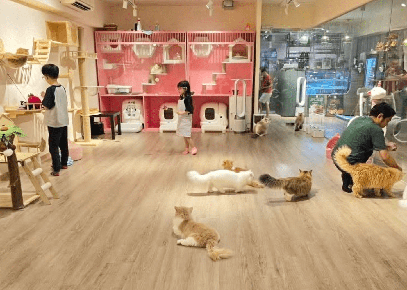Pet Cafes In Singapore 19 Best Dog Cat Cafes From 9 hour Pet Cafes In Singapore 19 Best Dog Cat Cafes From 9 hour