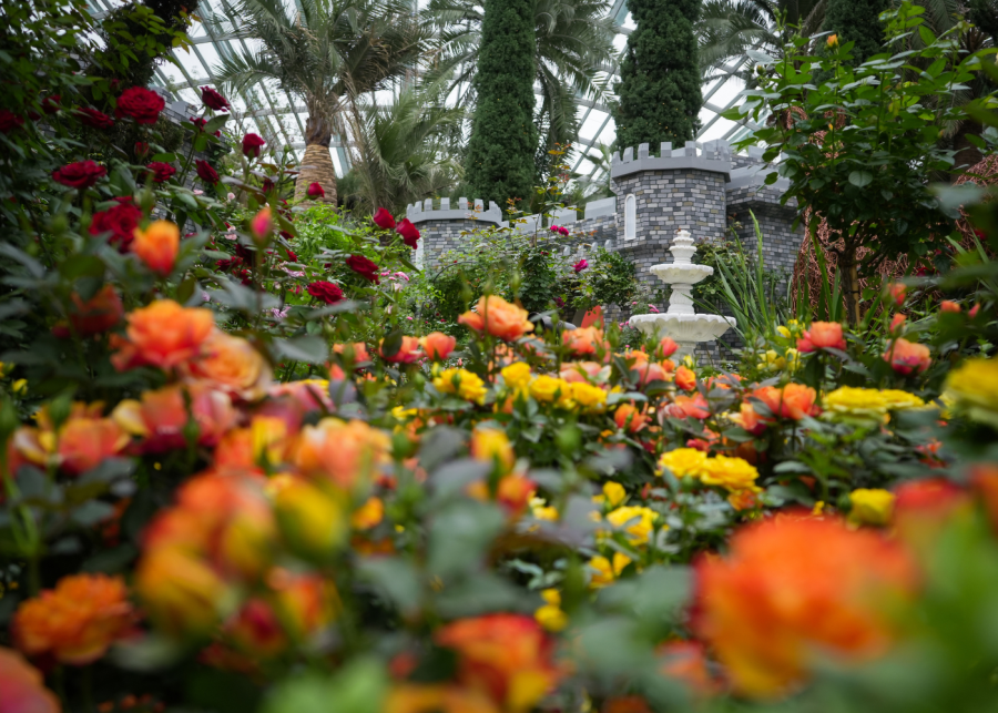 Gardens by the Bay Rose Romance