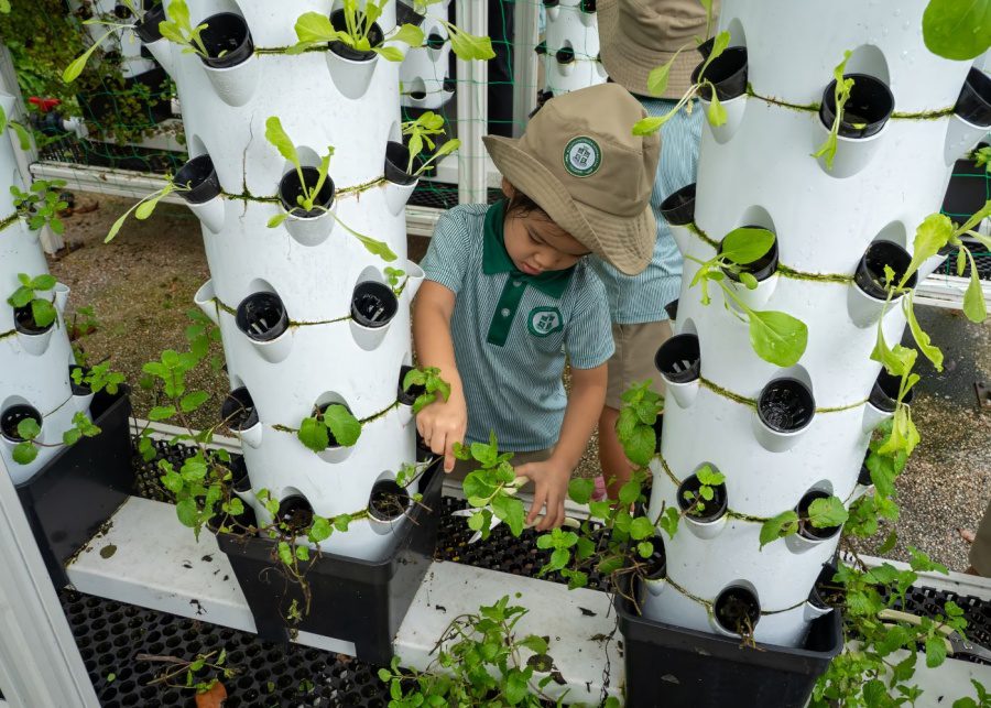 SJI International Preschool Aquaponics