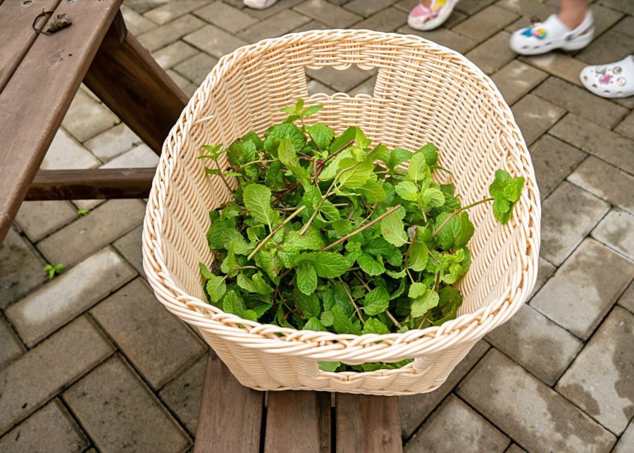 SJI International Preschool Aquaponics